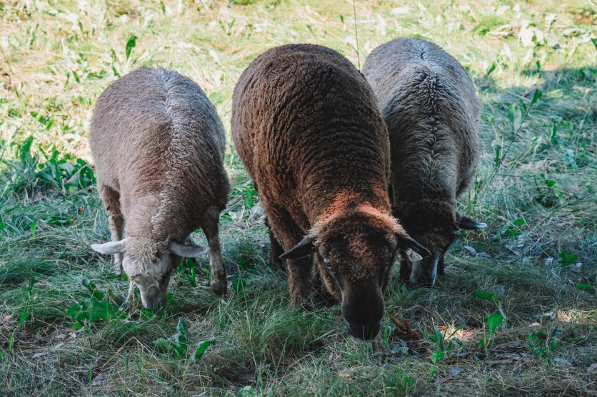 Velvet Sheep Farms Spring Fiber and Farm Extravaganza